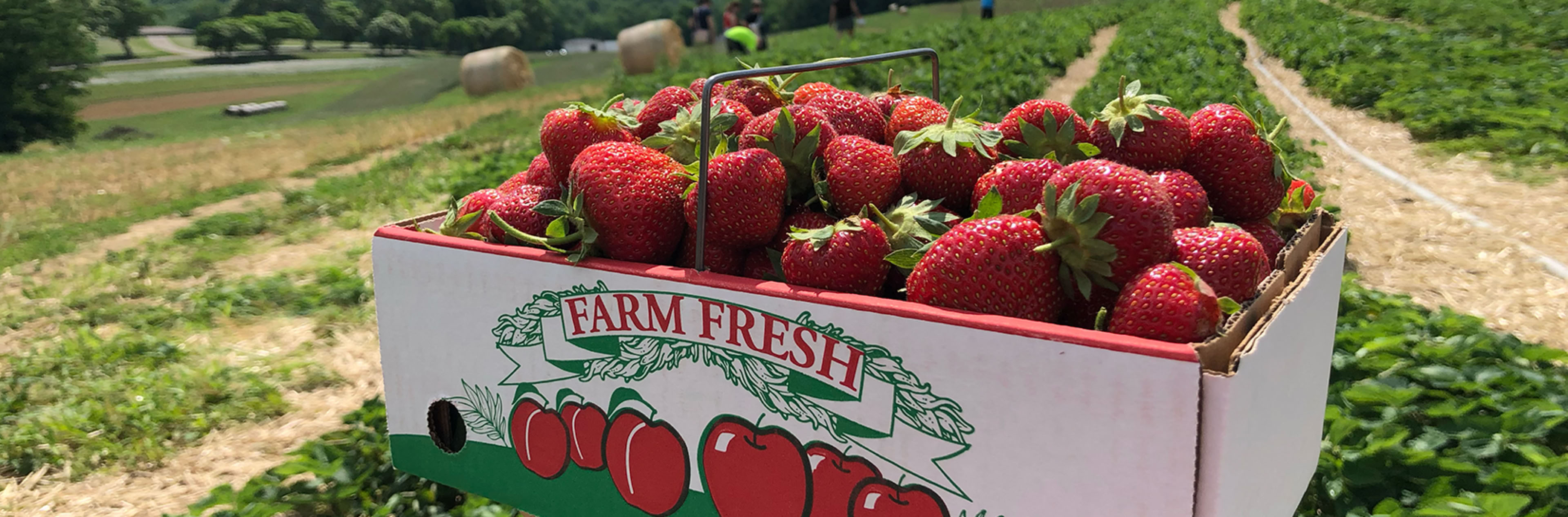 Pick Your Own Strawberry Basket
