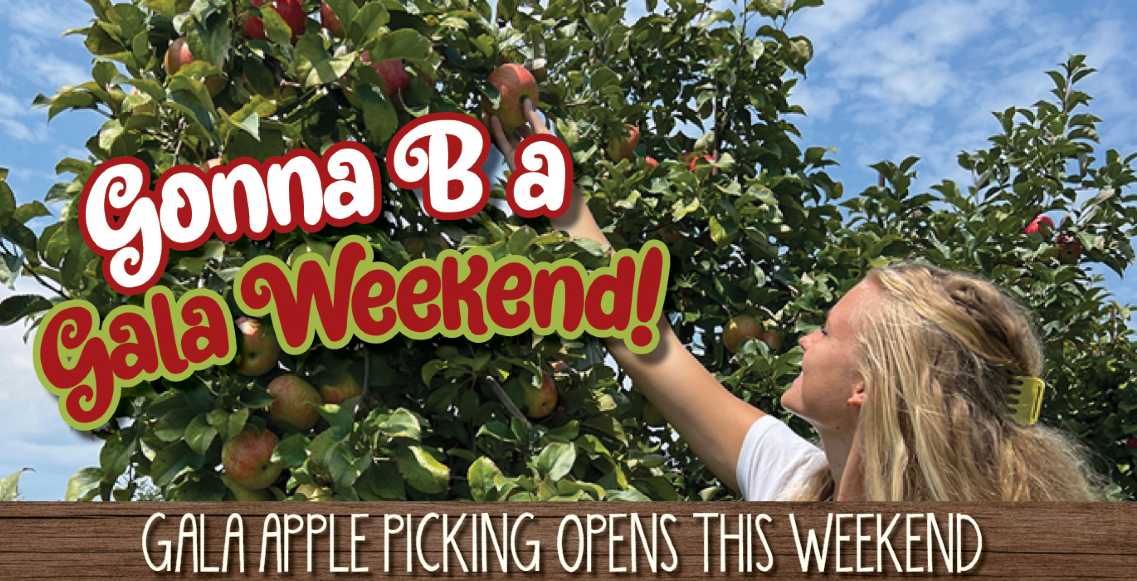 Gala Apples Now Picking at Triple B