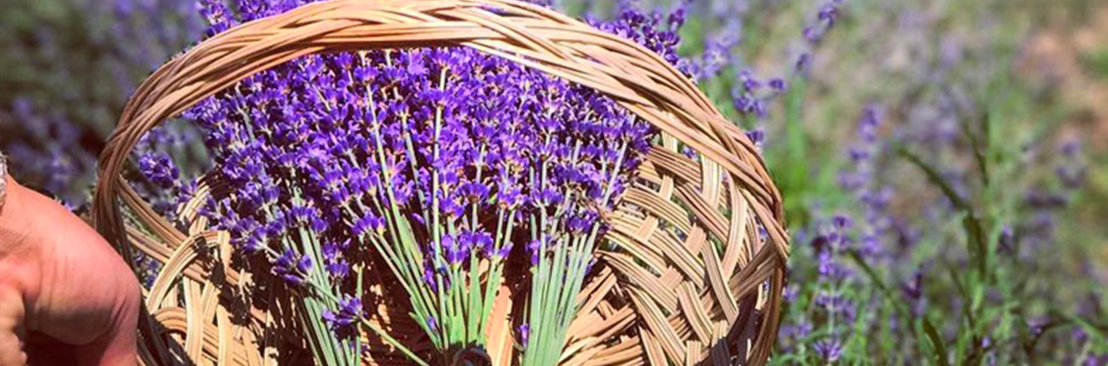 Pick Your Own Lavender Basket